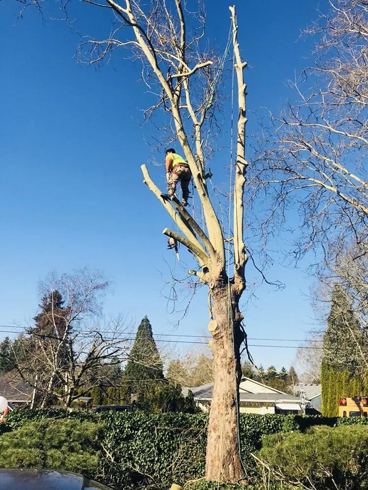 Affordable landscaping services for homes in Portland, OR by JNT TREE CARE