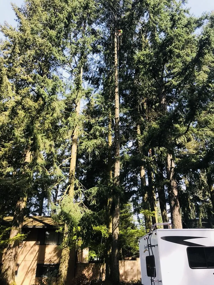 Trusted yard maintenance in Portland, OR - JNT TREE CARE