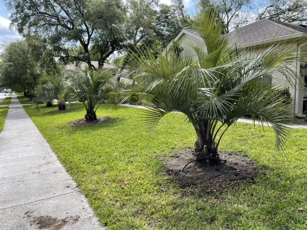 Professional residential landscaping in Orlando, FL - Jny Landscaping