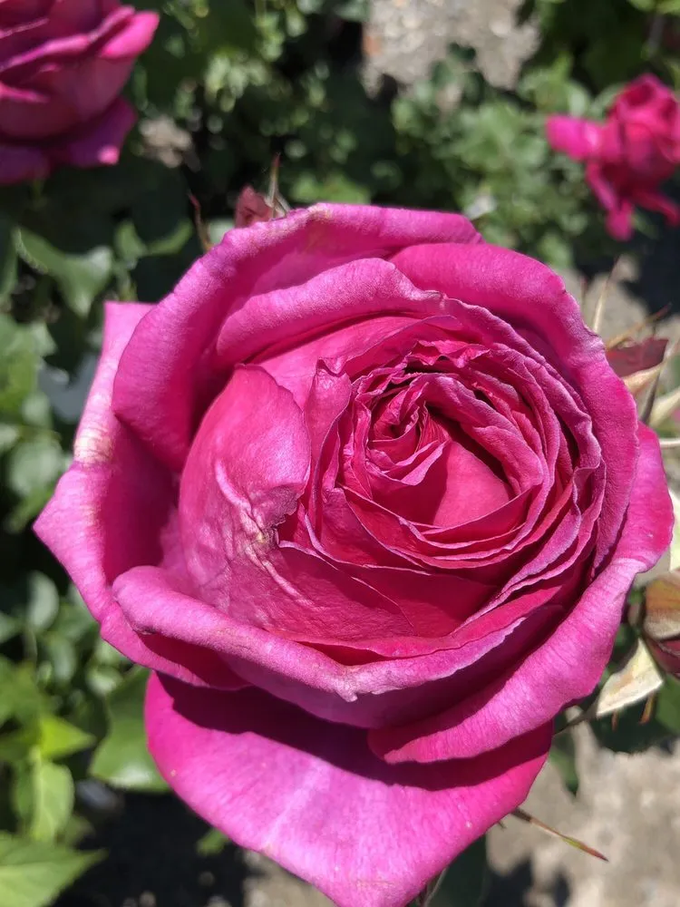 Custom yard maintenance in Wells, ME by Jo-Ann's Gardens