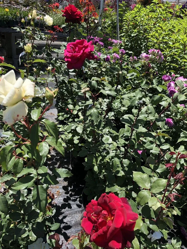 Trusted garden landscaping for year-round maintenance across Wells, ME - Jo-Ann's Gardens