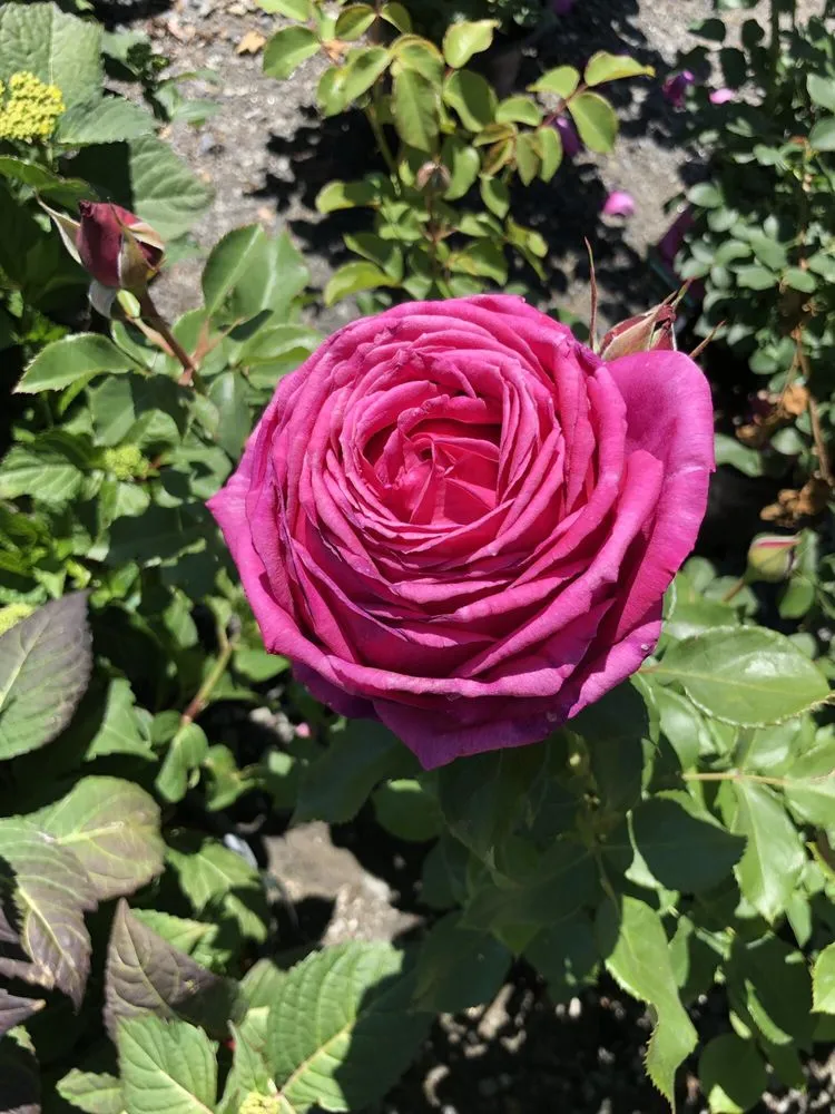 Local lawn mowing service experts serving Wells, ME - Jo-Ann's Gardens