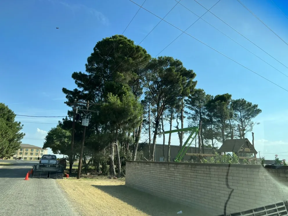 Affordable yard maintenance experts serving Midland, TX - Jo Jo's Bee Lawn & Tree Service