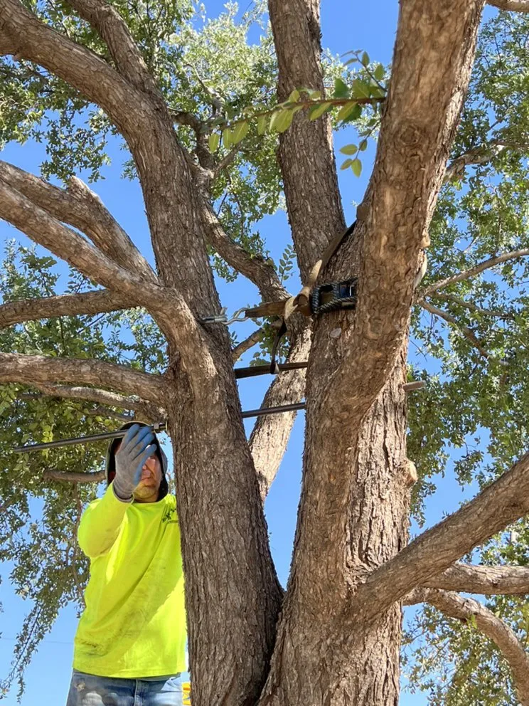 Trusted landscaping services in Midland, TX by Jo Jo's Bee Lawn & Tree Service