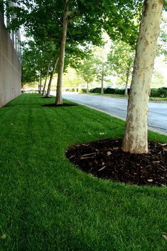 Trusted lawn care service in Dallas, TX - Jo Lawn Care