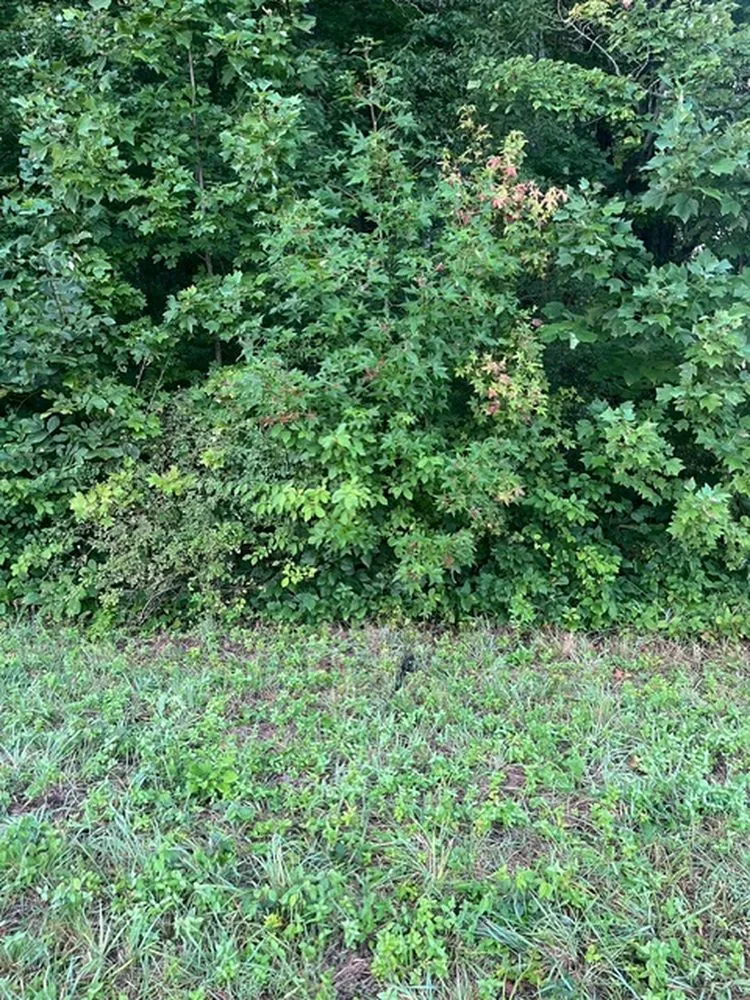 Reliable residential landscaping experts serving Mineral, VA - JOAPA Lawn & Landscape