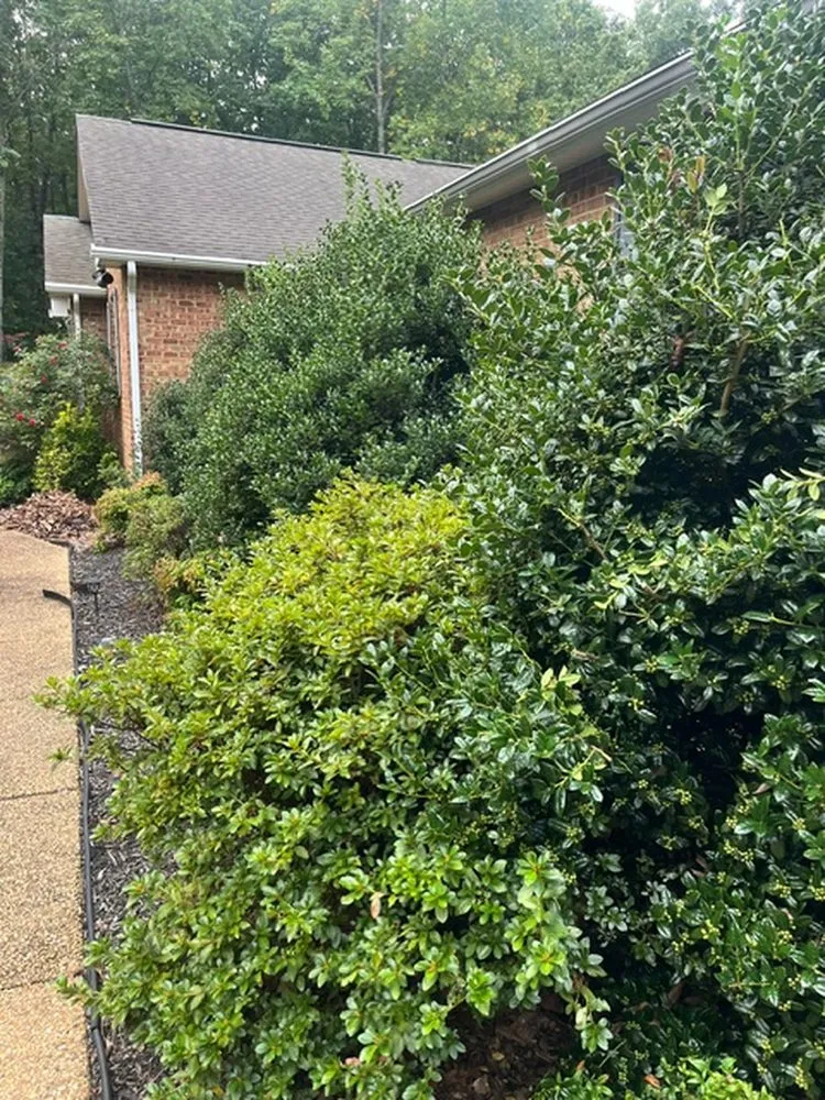 Custom yard cleanup service experts serving Mineral, VA - JOAPA Lawn & Landscape