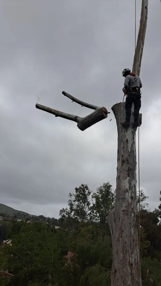 Professional outdoor landscaping in Valley Center, CA by Joaquin Hernandez Landscaping