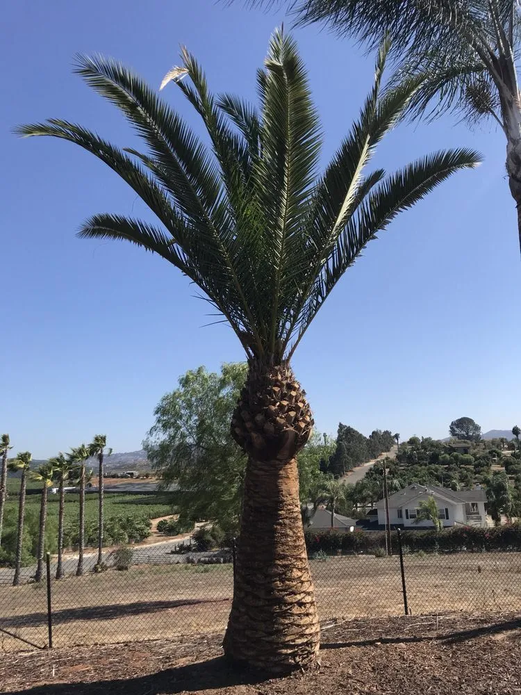 Affordable lawn mowing service in Valley Center, CA by Joaquin Hernandez Landscaping