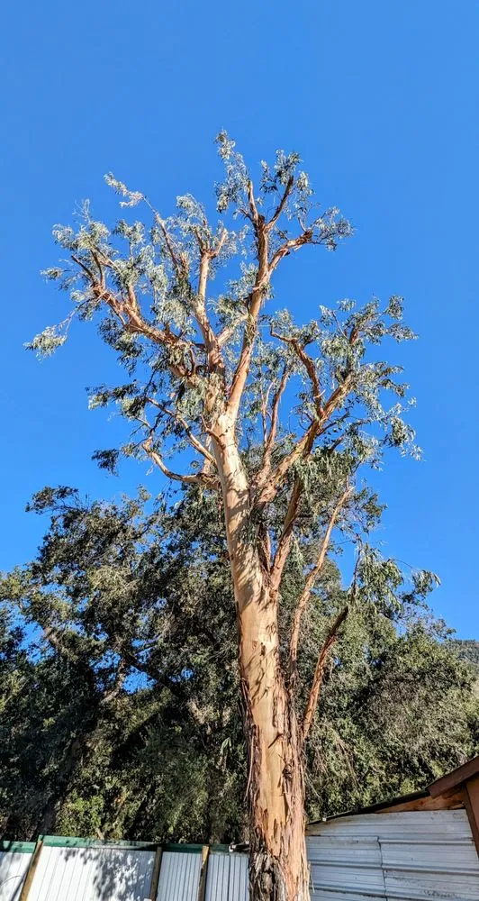 Local lawn mowing service experts serving Valley Center, CA - Joaquin Hernandez Landscaping