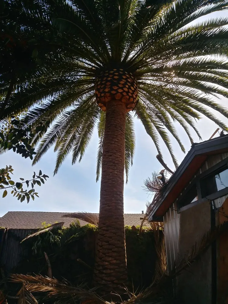 Local garden landscaping in Valley Center, CA by Joaquin Hernandez Landscaping