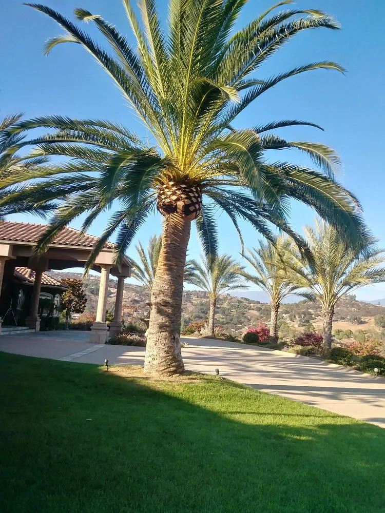 Professional yard maintenance with custom design across Valley Center, CA - Joaquin Hernandez Landscaping