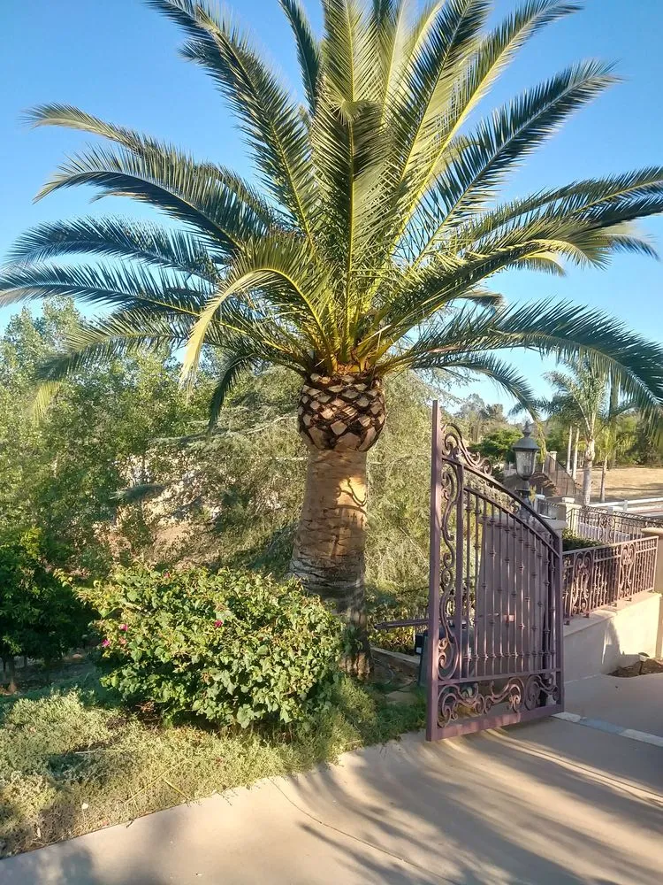 Top-rated yard cleanup service for homes in Valley Center, CA by Joaquin Hernandez Landscaping