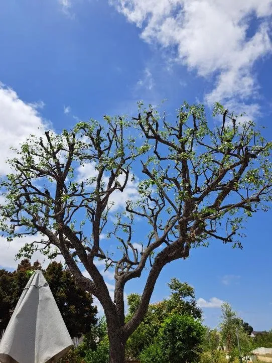 Affordable landscape design for outdoor upgrades in Valley Center, CA by Joaquin Hernandez Landscaping