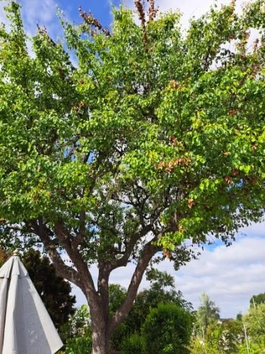 Local residential landscaping in Valley Center, CA by Joaquin Hernandez Landscaping