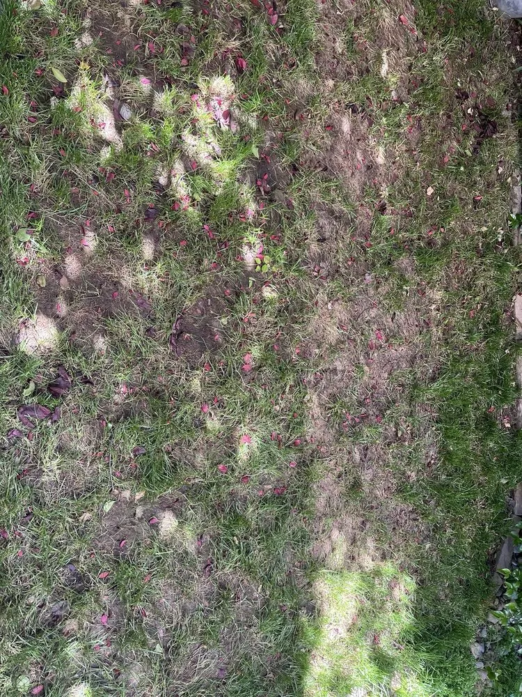 Trusted landscape installation experts serving Sacramento, CA - Joaquin Landscape