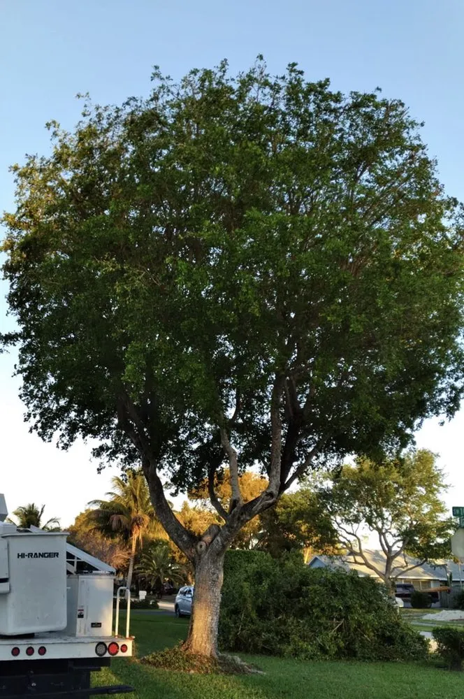 Reliable outdoor landscaping for outdoor upgrades across Miami, FL - Joaquin Perez Pu Landscape