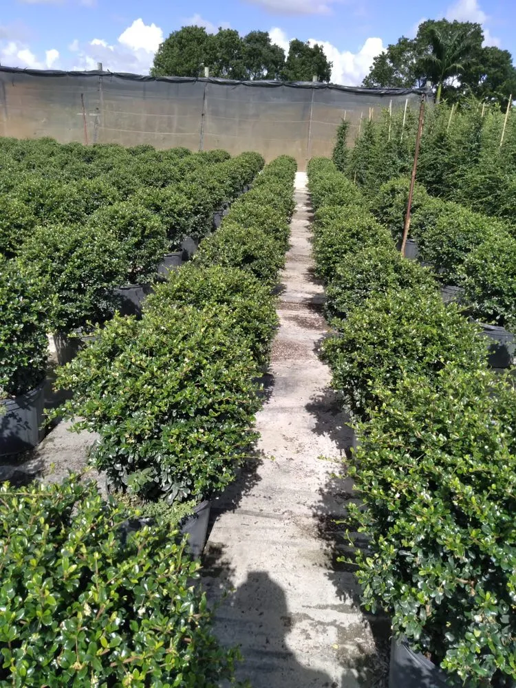 Reliable lawn care service with custom design in Miami, FL by Joaquin Perez Pu Landscape