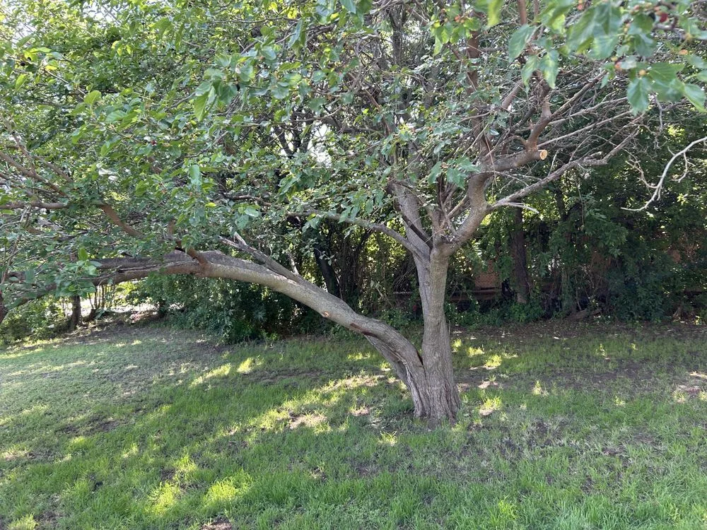 Top-rated residential landscaping for beautiful yards across Lawton, OK - Job King