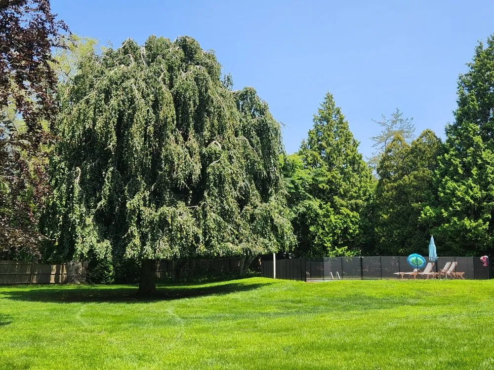 Trusted yard maintenance in Hampton Bays, NY - Job's Landscaping