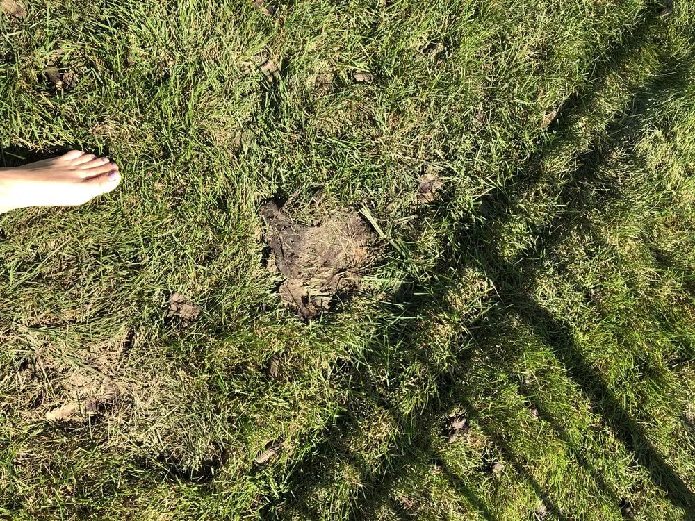 Affordable landscape design for outdoor upgrades in Shawnee, KS by JOCO Lawn & Turf