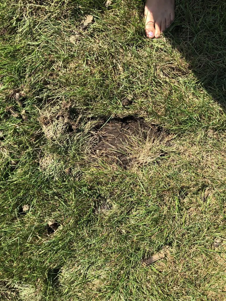 Affordable landscape installation in Shawnee, KS by JOCO Lawn & Turf