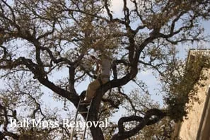 Local landscape design in Temple, TX - Jody's Tree Service