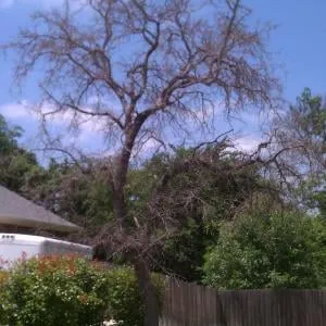 Local landscape installation in Temple, TX by Jody's Tree Service