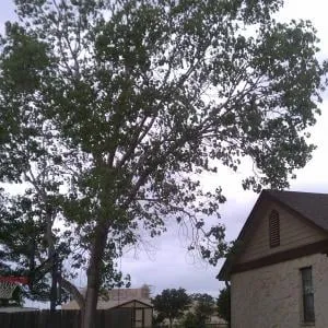 Custom landscape installation experts serving Temple, TX - Jody's Tree Service