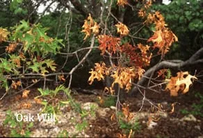 Custom lawn care service experts serving Temple, TX - Jody's Tree Service