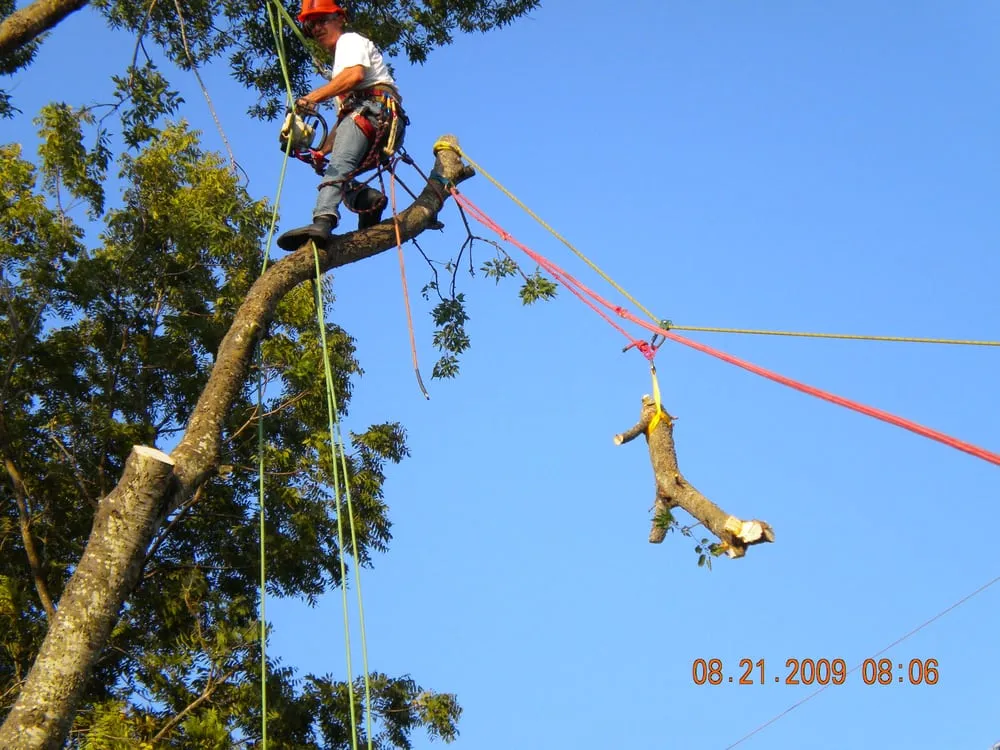 Expert yard maintenance in Temple, TX - Jody's Tree Service