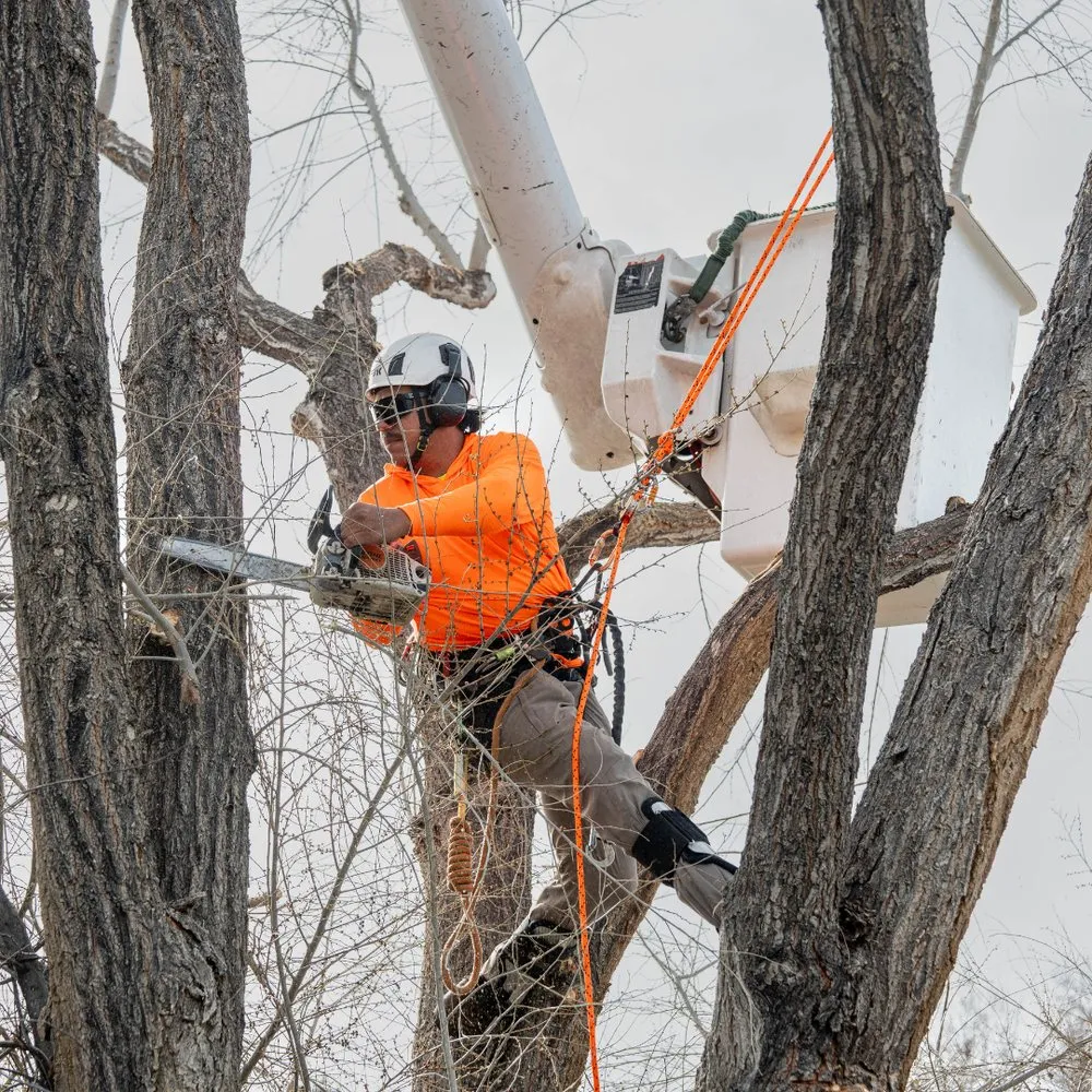 Affordable landscaping services near you across Gardnerville, NV - Joe Benigno's Tree Service