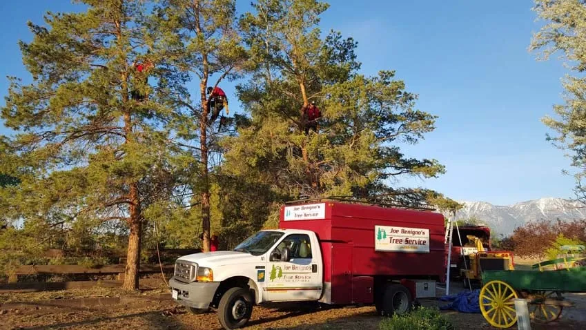Local landscaping services for homes in Gardnerville, NV by Joe Benigno's Tree Service
