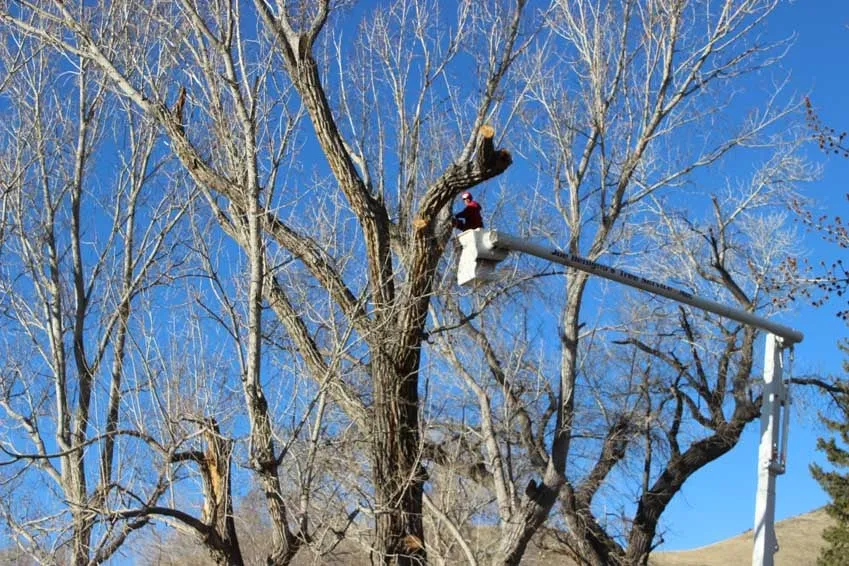 Custom yard maintenance experts serving Gardnerville, NV - Joe Benigno's Tree Service