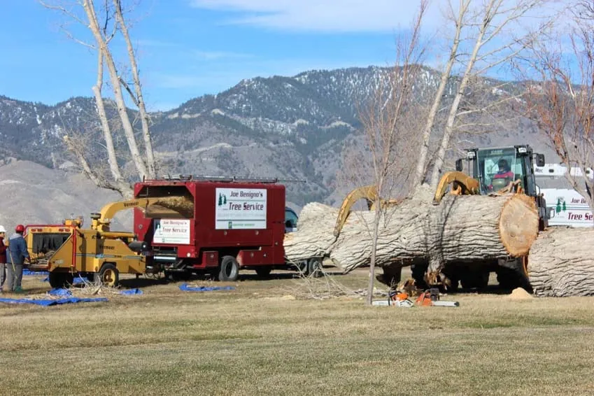 Local lawn care service in Gardnerville, NV by Joe Benigno's Tree Service