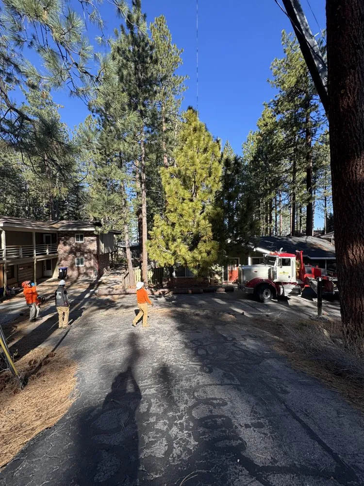 Top-rated landscape design in Gardnerville, NV by Joe Benigno's Tree Service