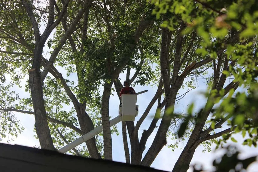 Professional landscape design in Gardnerville, NV - Joe Benigno's Tree Service