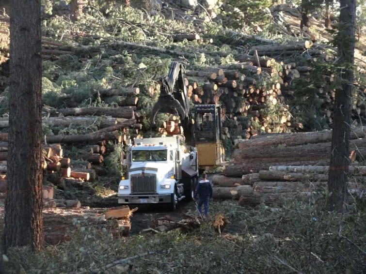 Top-rated yard cleanup service in Gardnerville, NV - Joe Benigno's Tree Service