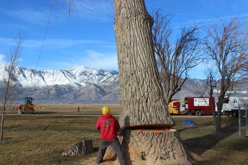 Affordable lawn care service with custom design in Gardnerville, NV by Joe Benigno's Tree Service
