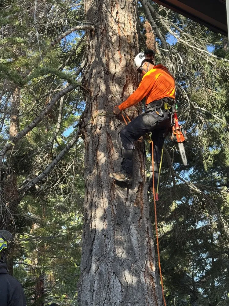 Trusted garden landscaping in Gardnerville, NV - Joe Benigno's Tree Service
