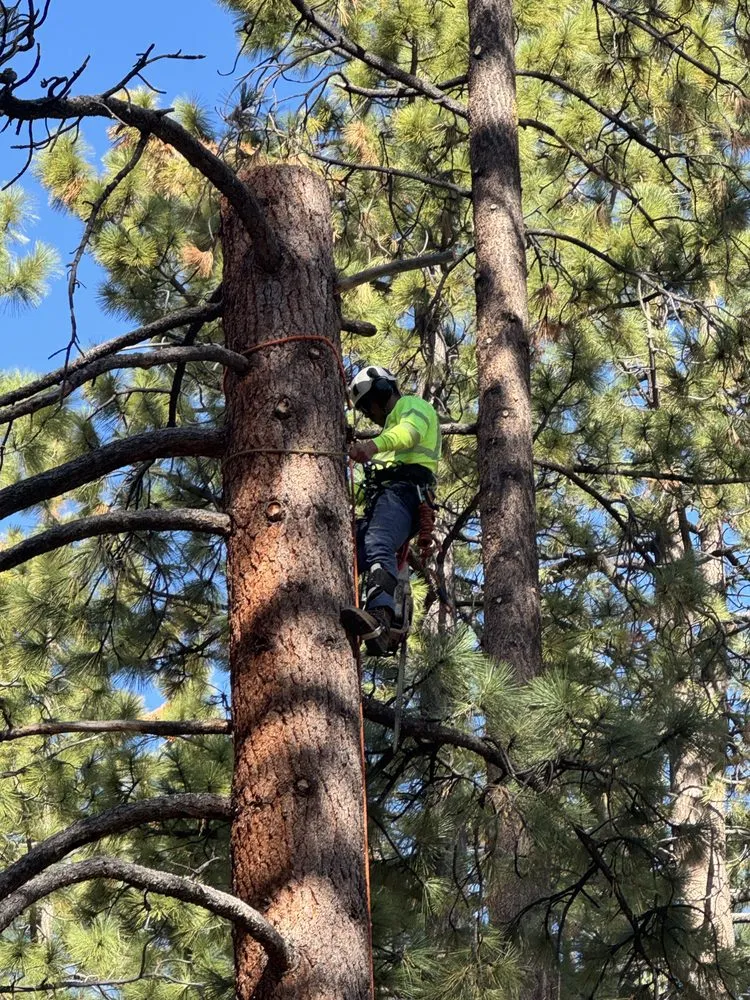 Top-rated yard cleanup service for homes across Gardnerville, NV - Joe Benigno's Tree Service