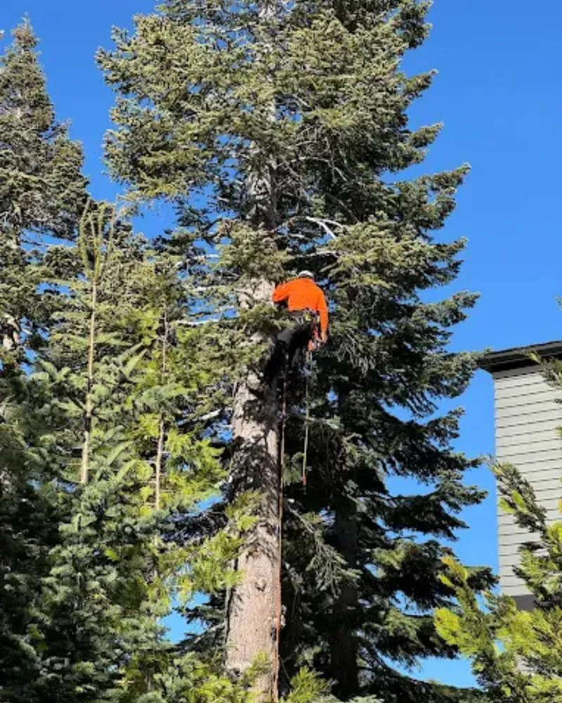 Top-rated landscape installation for outdoor upgrades across Gardnerville, NV - Joe Benigno's Tree Service