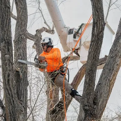 Joe Benigno's Tree Service Logo