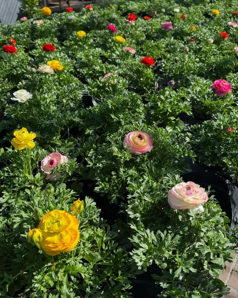 Reliable lawn care service in Cincinnati, OH by Joe Cappel’s Lawn Landscape & Garden Center