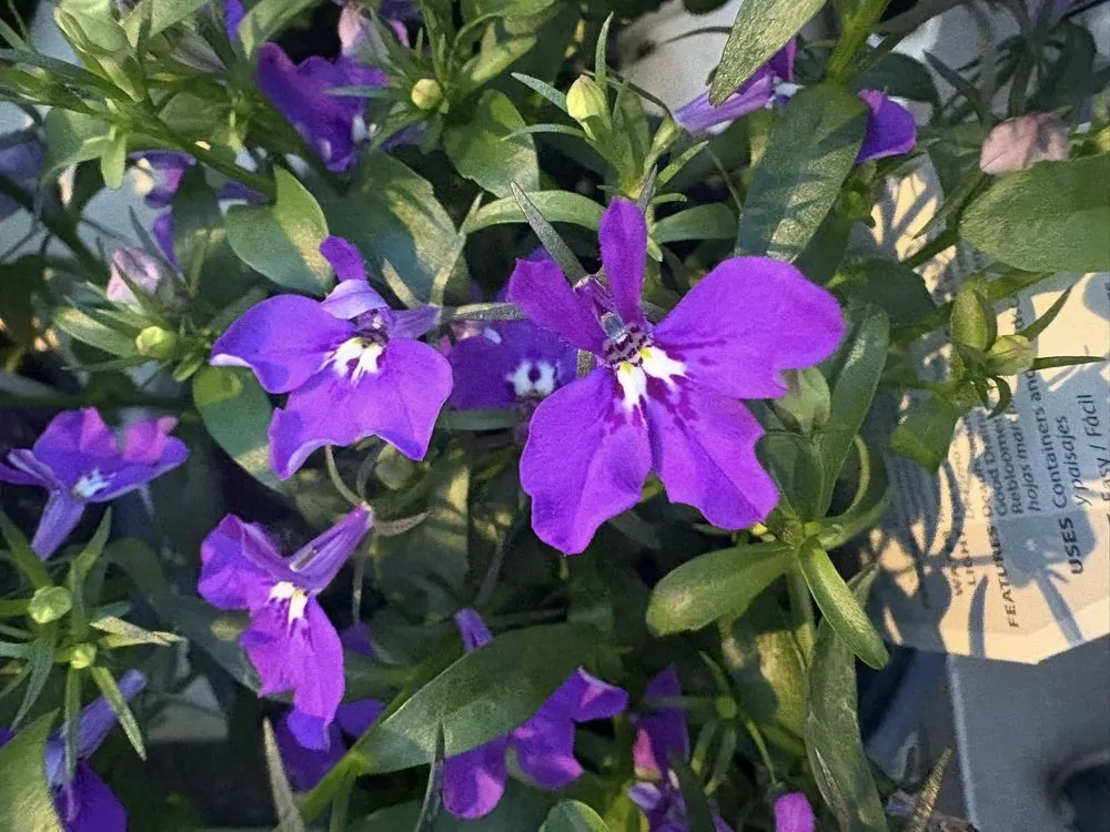 Local landscaping services in Cincinnati, OH - Joe Cappel’s Lawn Landscape & Garden Center