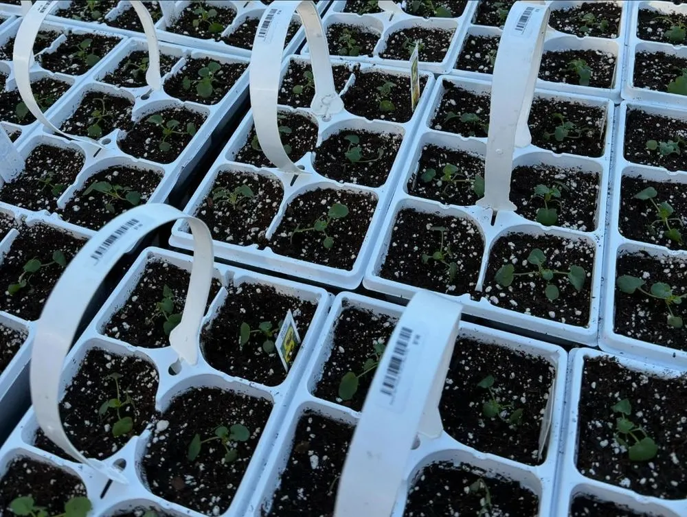 Professional garden landscaping for beautiful yards in Cincinnati, OH by Joe Cappel’s Lawn Landscape & Garden Center