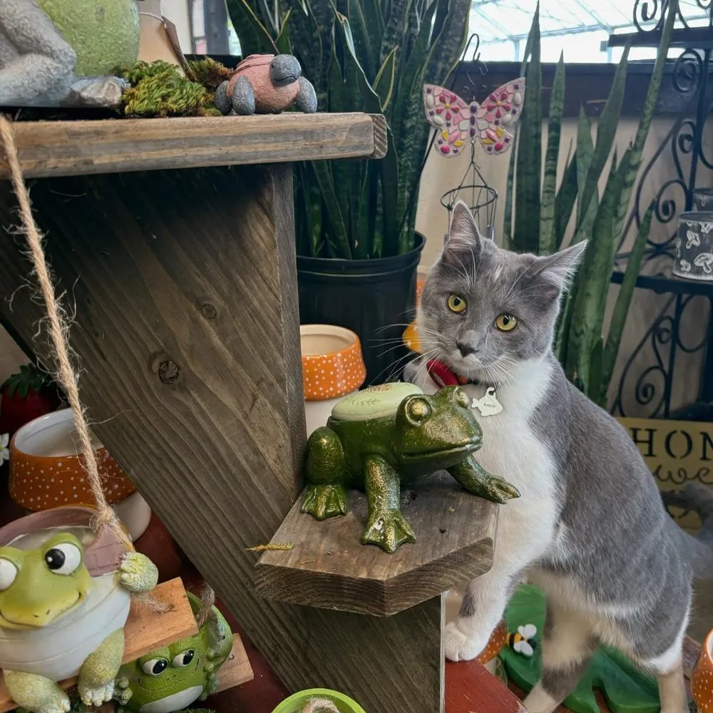 Trusted lawn care service for beautiful yards across Cincinnati, OH - Joe Cappel’s Lawn Landscape & Garden Center