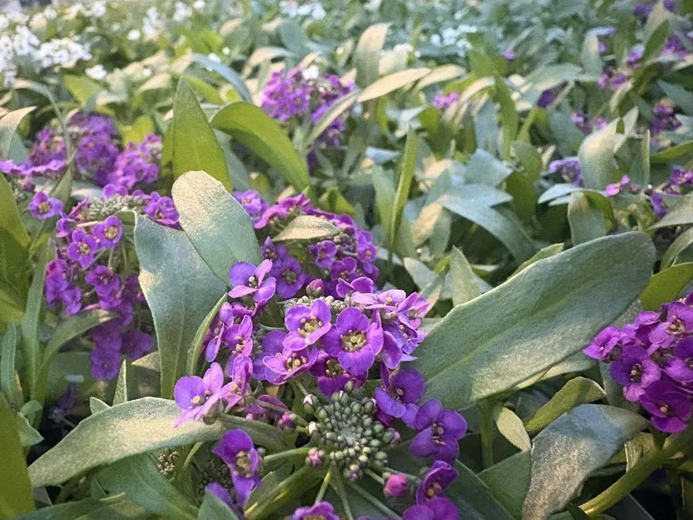 Trusted outdoor landscaping in Cincinnati, OH - Joe Cappel’s Lawn Landscape & Garden Center