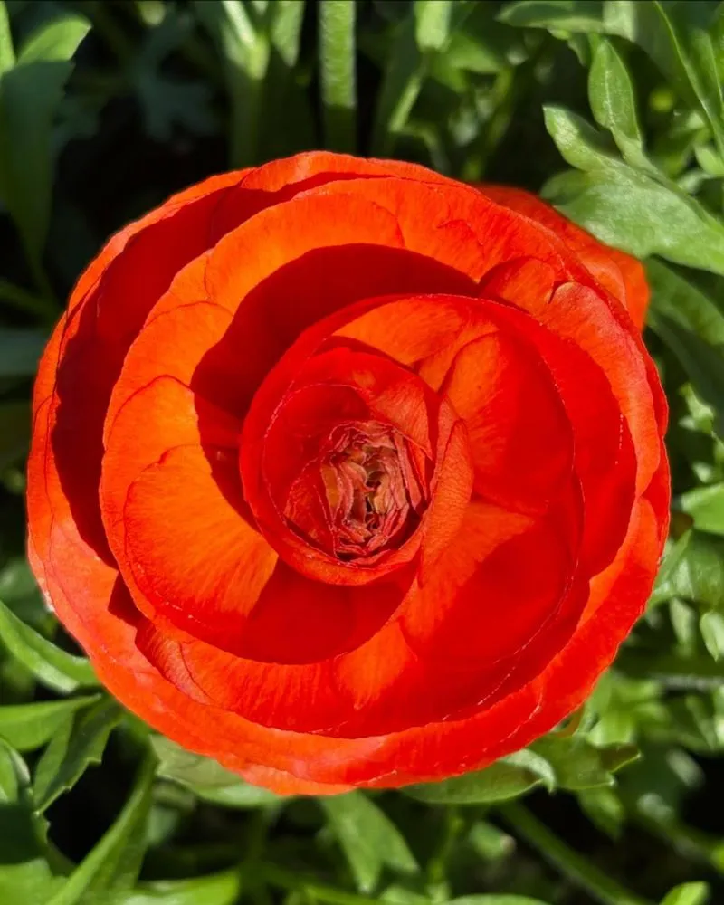 Expert outdoor landscaping for outdoor upgrades across Cincinnati, OH - Joe Cappel’s Lawn Landscape & Garden Center