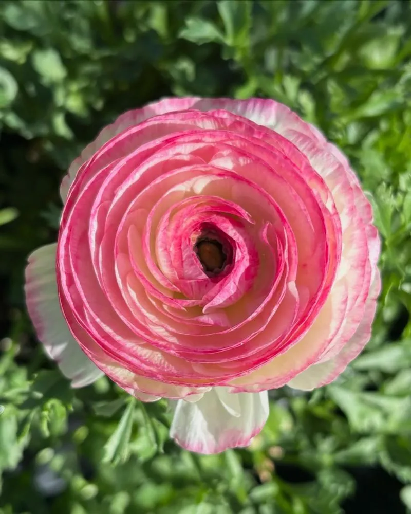 Top-rated outdoor landscaping for residential properties across Cincinnati, OH - Joe Cappel’s Lawn Landscape & Garden Center